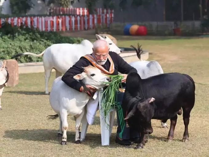 પુંગનુર ગાય: ભારતમાં છે વિશ્વની સૌથી નાની અને સૌથી સુંદર જાતિ