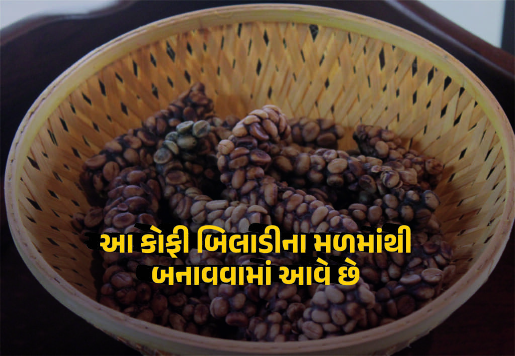 દુનિયાની સૌથી મોંઘી કોફી જે બિલાડીના મળમાંથી બનાવવામાં આવે છે