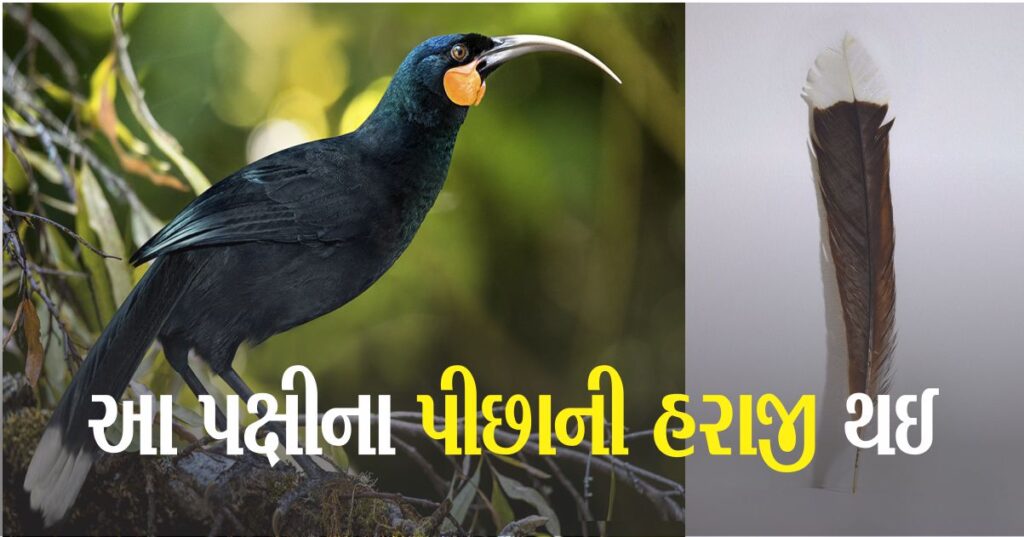 આ પક્ષીના પીછાએ બનાવ્યો વર્લ્ડ રેકોર્ડ, પીંછું 23 લાખ રૂપિયામાંવેચાયું , જાણો કેમ પીછાની આટલી કિંમત અને પીંછું કેમ ખાસ છે?