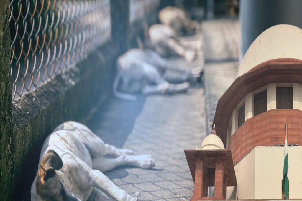 'આશ્રય ગૃહ નહીં, નસબંધી એ યોગ્ય ઉકેલ છે...', રખડતા કૂતરાઓ પર સુપ્રીમ કોર્ટ (Supreme Court) નો મોટો નિર્ણય