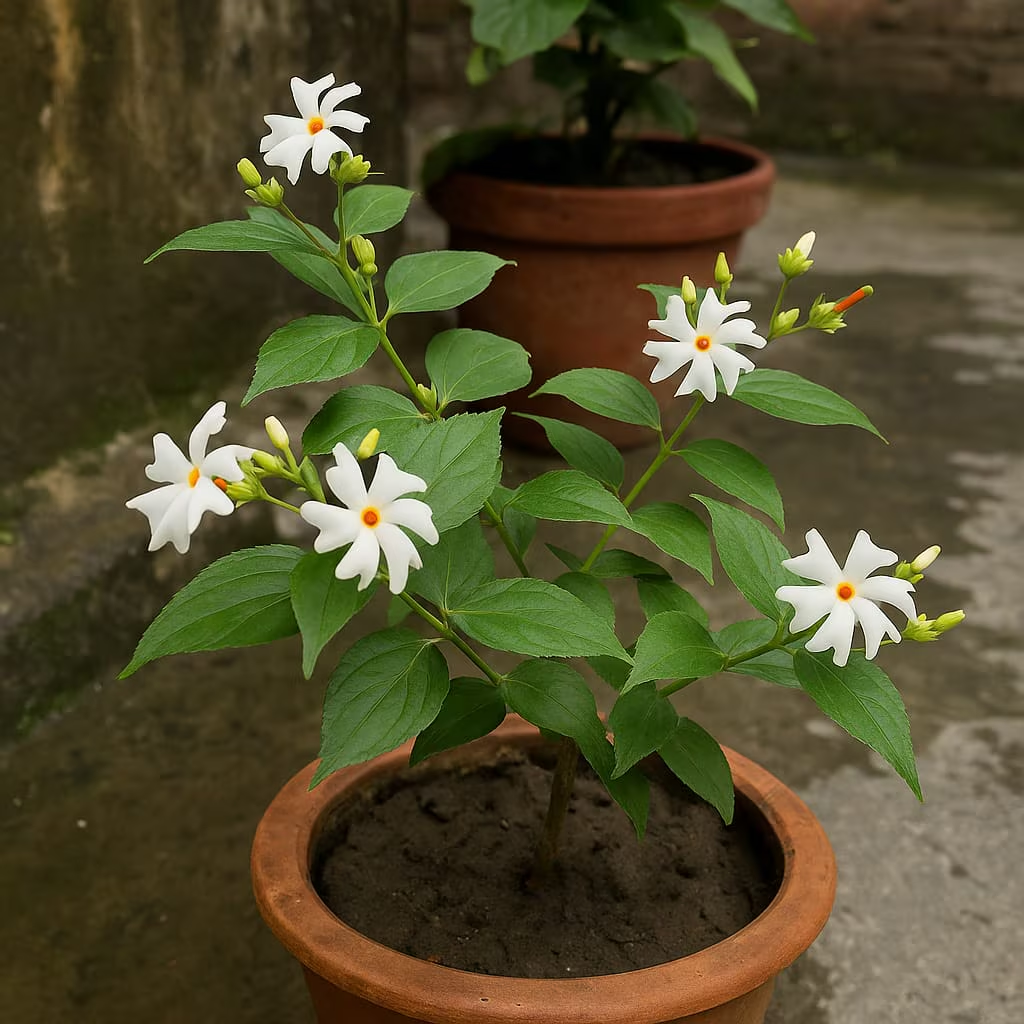 Vastu Tips: તમારા ઘરની આ દિશામાં પારિજાતનો છોડ (Parijat Plant) લગાવો, ખુલી જશે પ્રગતિના દ્વાર 