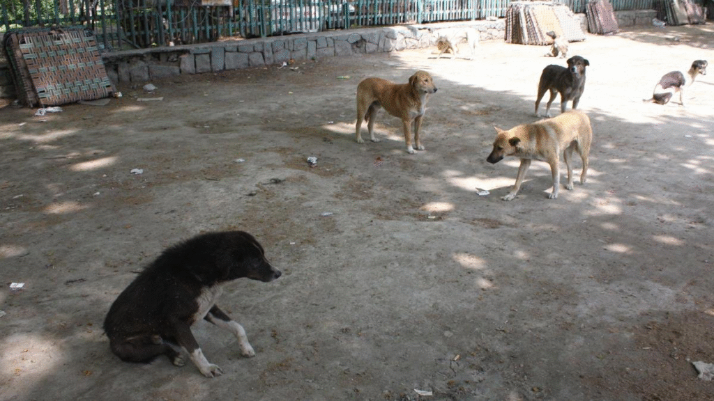 સુરતમાં રખડતા કૂતરાઓ (Dogs) નો આતંક ચરમસીમાએ, SCનું કડક વલણ છતાં સ્થિતિ જૈસે થે, દરરોજ નોંધાય છે 130 થી વધુ ડોગ બાઈટના કેસ...!