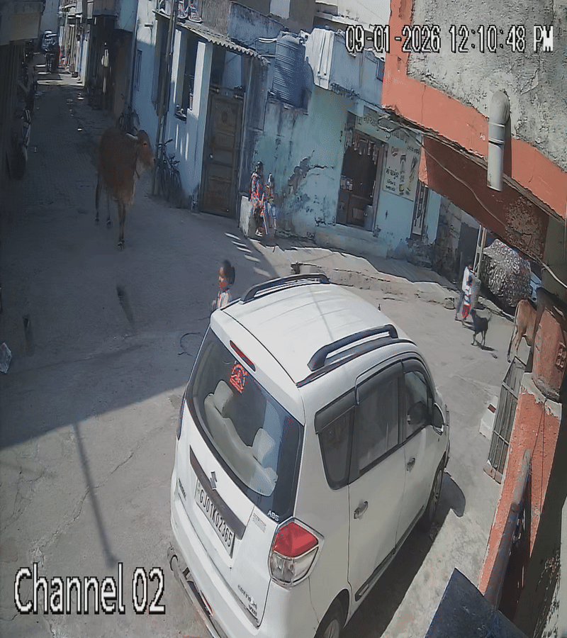 જેતપુરમાં રખડતા કૂતરાઓ (Dogs) નો કહેર, બાળકના હાથે કૂતરાએ બચકા ભરતા 6 ટાંકા આવ્યા, ત્રણ મહિનામાં 1250 લોકોને કૂતરાઓ કરડ્યા